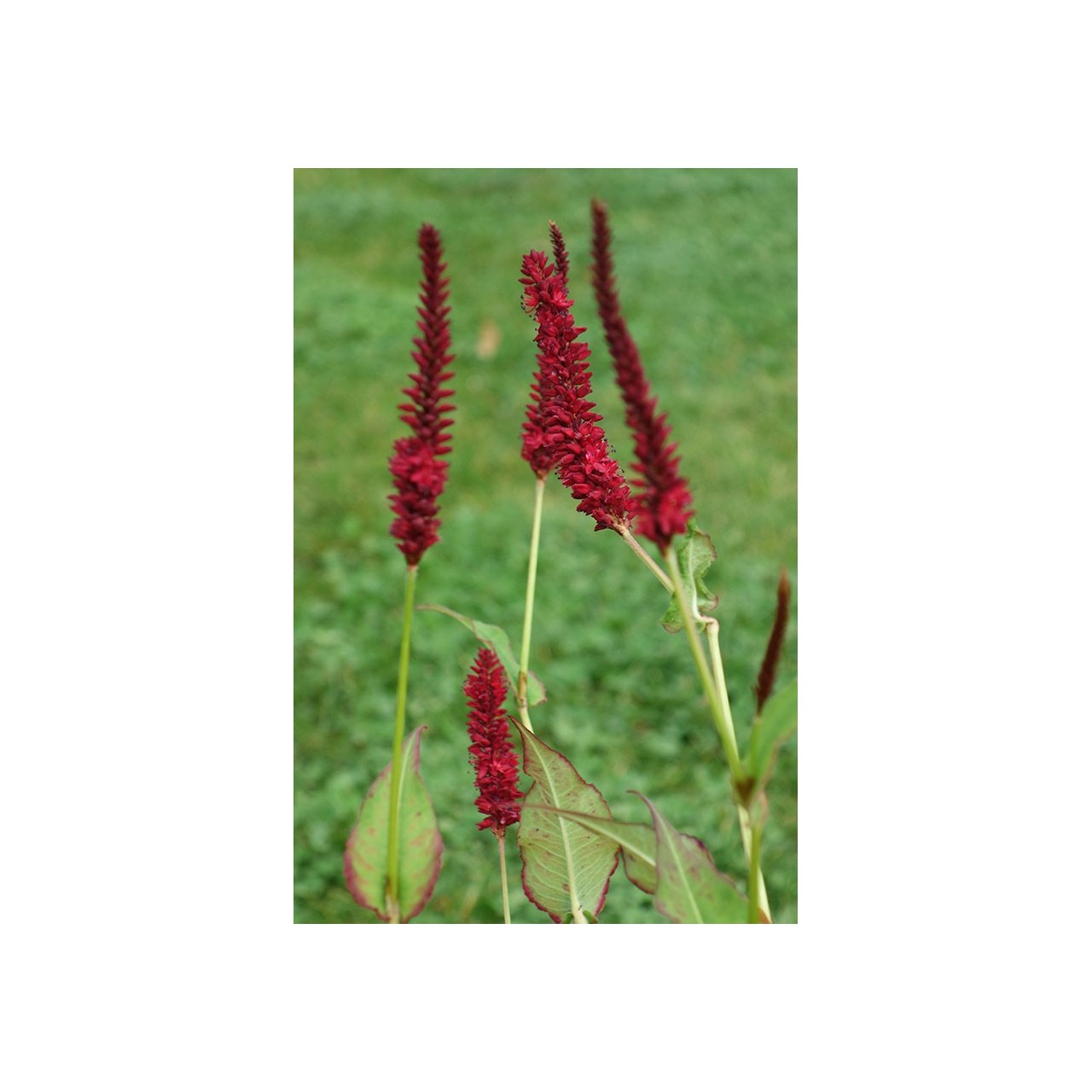 Persicaire - Persicaria amplexicaulis 'Blackfield'