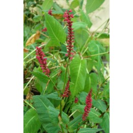 Persicaire - Persicaria amplexicaulis 'Taurus'