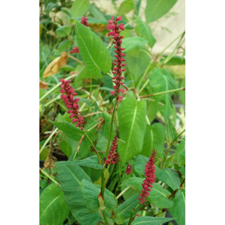Persicaire - Persicaria amplexicaulis 'Taurus'