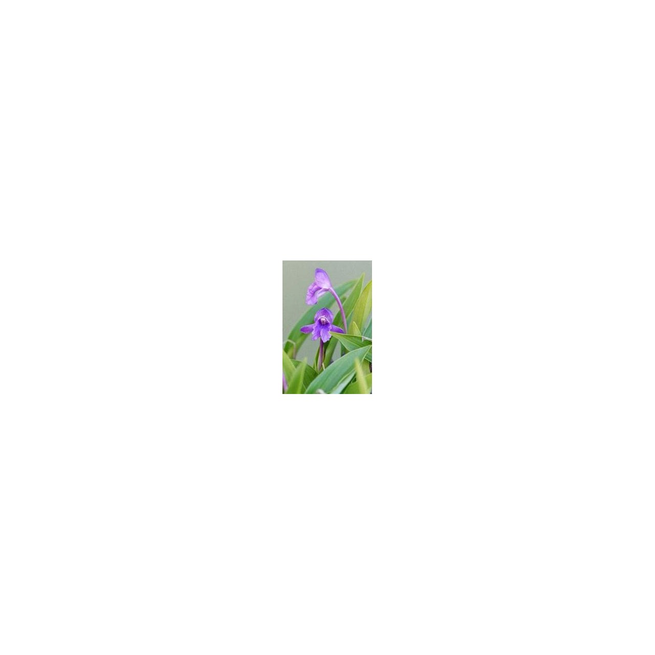 Roscoea alpina