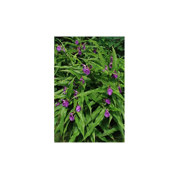 Roscoea auriculata