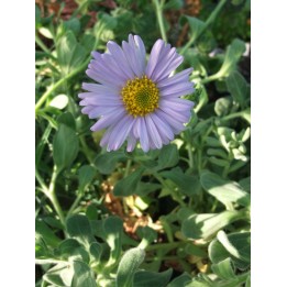 Aster spathulifolius