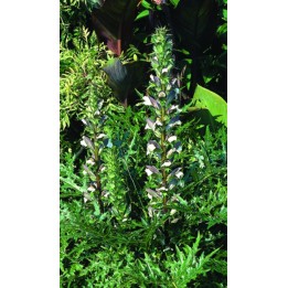 Acanthe épineuse - Acanthus caroli-alexandri (A. spinosus L.)