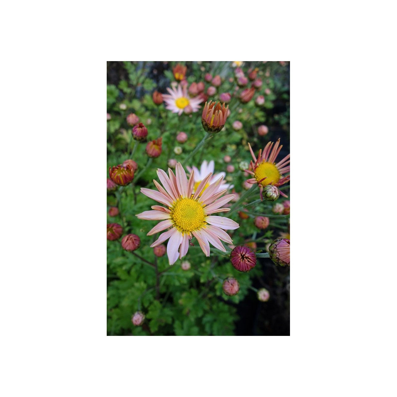 Marguerite d'automne orange - Chrysanthemum 'Sheffield'