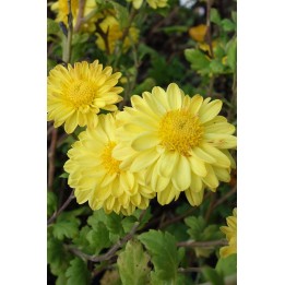Chrysanthème - Chrysanthemum 'Goldmarianne'