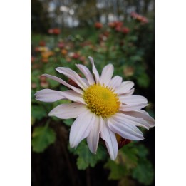 Chrysanthème - Chrysanthemum 'Nancy Perry'