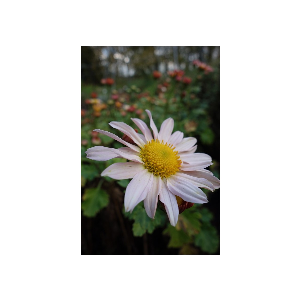 Chrysanthème - Chrysanthemum 'Nancy Perry'