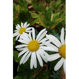 Nipponanthemum nipponicum