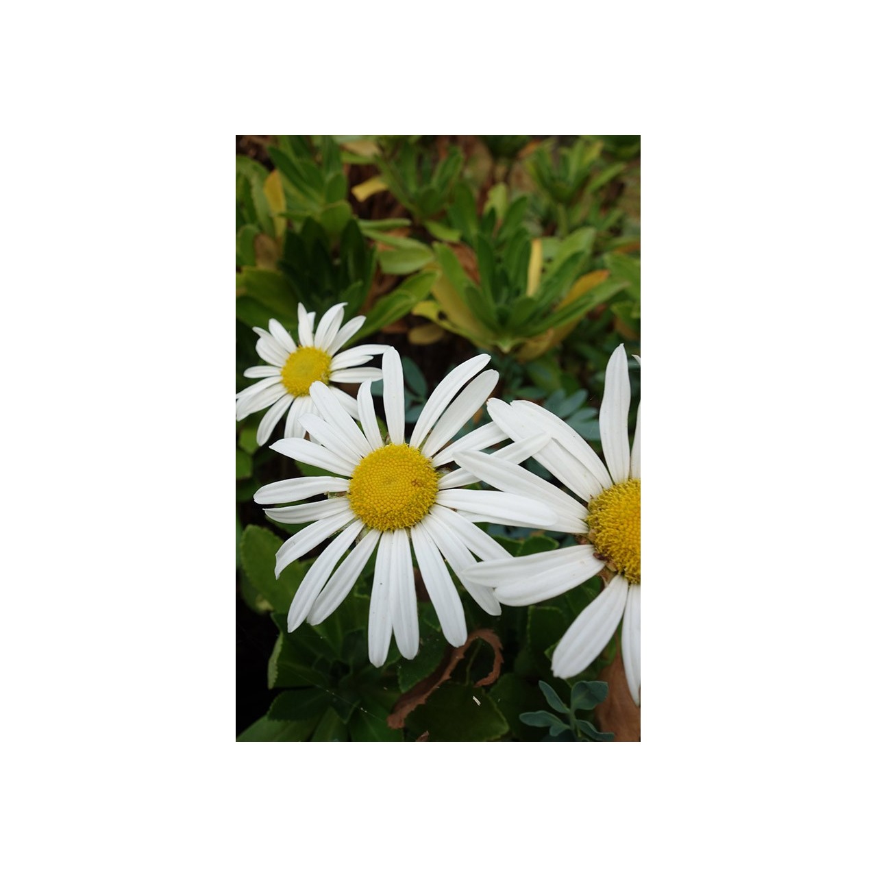 Nipponanthemum nipponicum