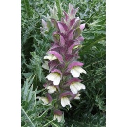 Acanthe - Acanthus dioscoridis var.perringii