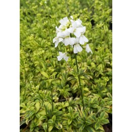 Arabis ferdinandi-coburgii 'Old Gold'