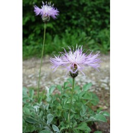 Centaurée - Centaurea bella
