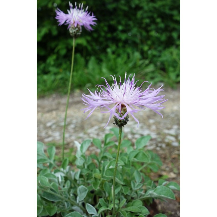 Centaurée - Centaurea bella