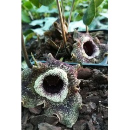 Asarum splendens