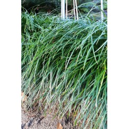 Ophiopogon japonicus