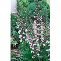 Description et vente de Acanthe molle  - Acanthus mollis