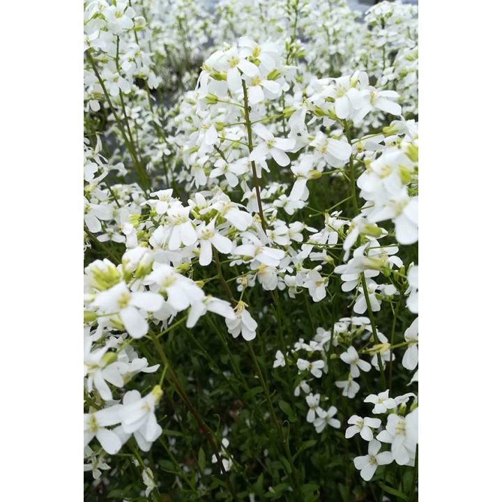Corbeille d'argent - Arabis x suendermannii