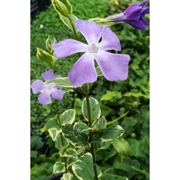 Pervenche  - Vinca major 'Variegata'