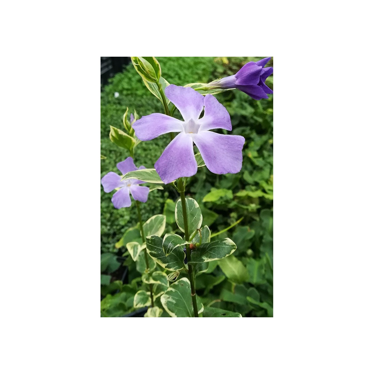 Pervenche  - Vinca major 'Variegata'