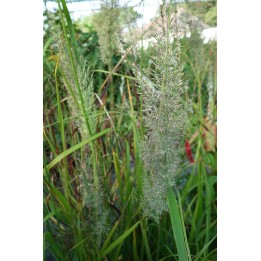 Calamagrostis brachytrica
