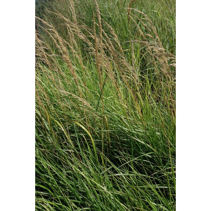 Calamagrostis x acutiflora 'Karl Foerster'