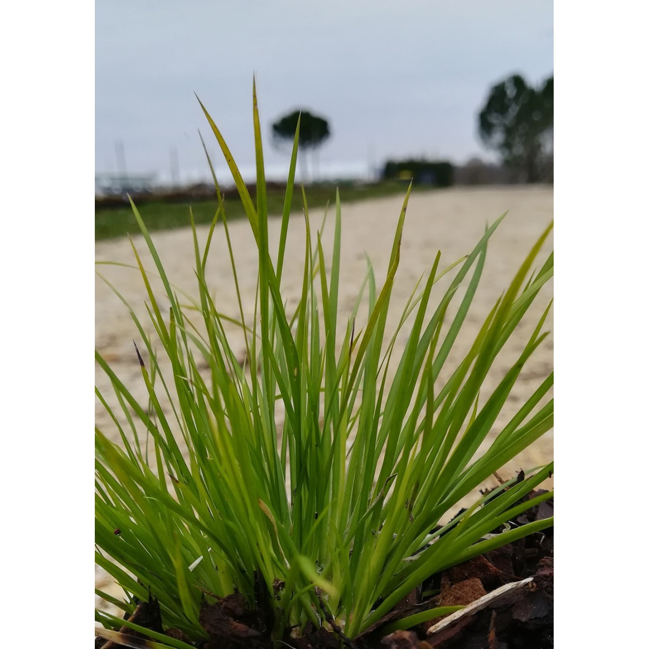 Acore graminée  Acorus gramineus 'Hakuro Nishiki' Description et achat
