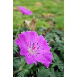 Bec de Grue - Geranium sanguineum 'Nanum'