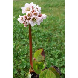 Plante des savetiers - Bergenia stracheyi (afghanica)