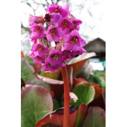 Plante des savetiers - Bergenia 'Ballawley'