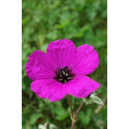 Geranium subcaulescens 'Giuseppii'