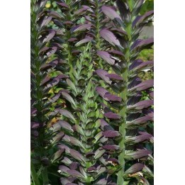 Description et conseils Acanthe - Acanthus mollis free-flowering