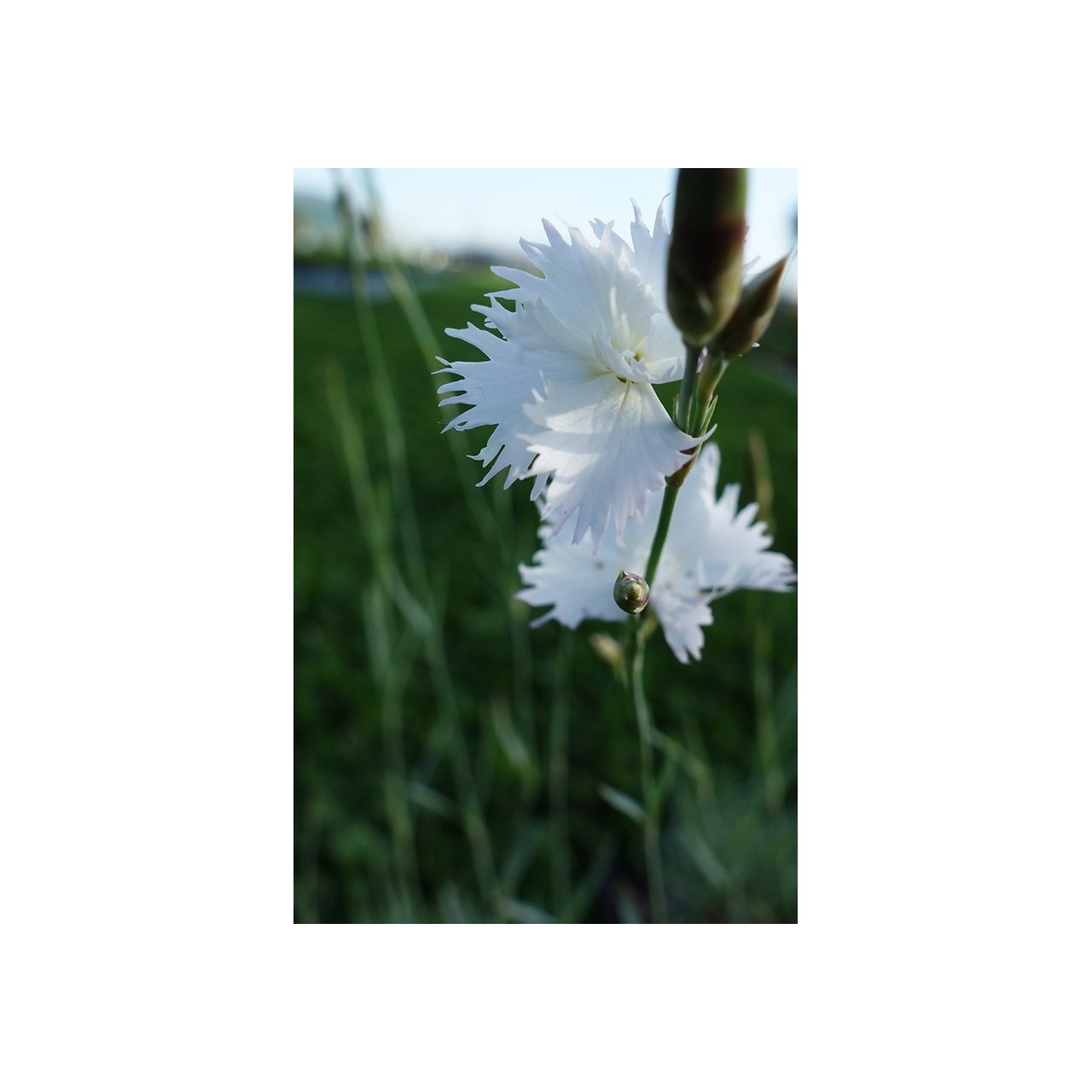 Oeillet - Dianthus tristis