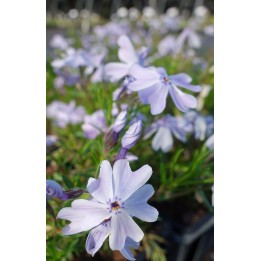 Phlox mousse - Phlox subulata 'Emerald Cushion'