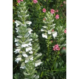 Acanthe 'Rue Ledan'  - Acanthus mollis Latifolius Group 'Rue Ledan'