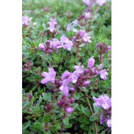 Thym sepollet - Thymus serpyllum 'Coccineus'
