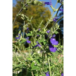 Sauge germandrée - Salvia chamaedryoïdes