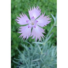 Oeillet - Dianthus gratianopolitanus 'Rosenfeder'