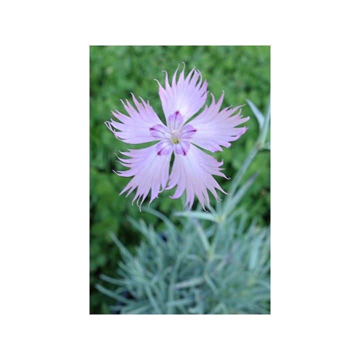 Oeillet - Dianthus gratianopolitanus 'Rosenfeder'