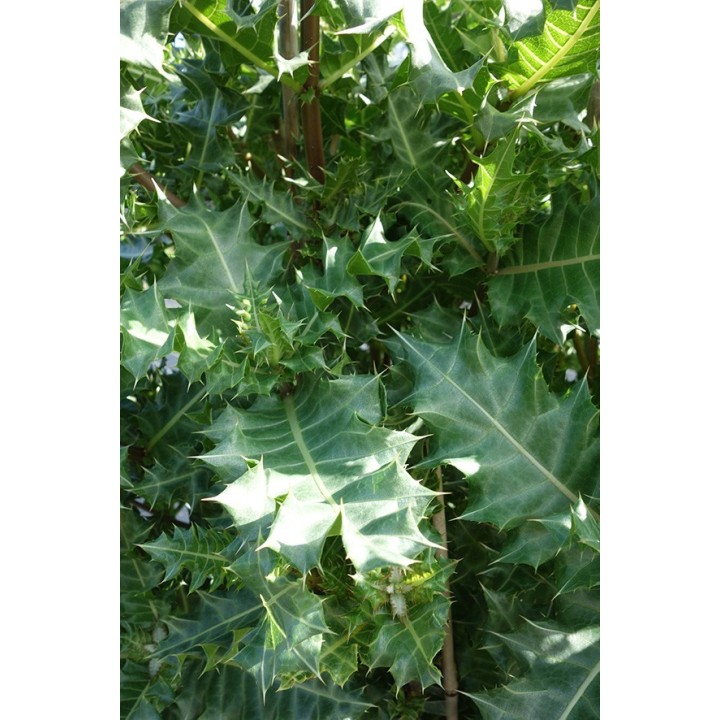 Acanthe arbustive - Acanthus sennii