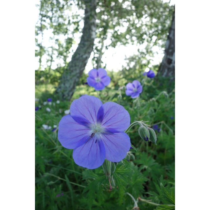 Bec de Grue - Geranium transbaicalicum