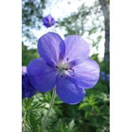 Bec de Grue - Geranium 'Brookside'