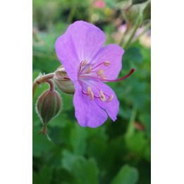 Bec de Grue - Geranium x cantabrigiense 'Karmina'