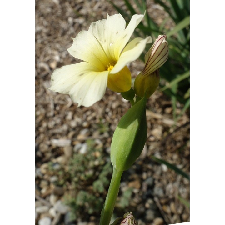 Bermudienne striée - Sisyrinchium striatum