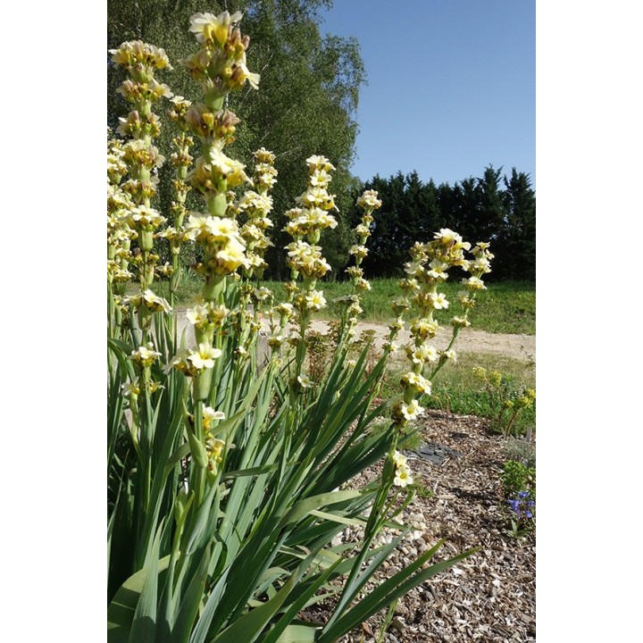 Bermudienne striée - Sisyrinchium striatum