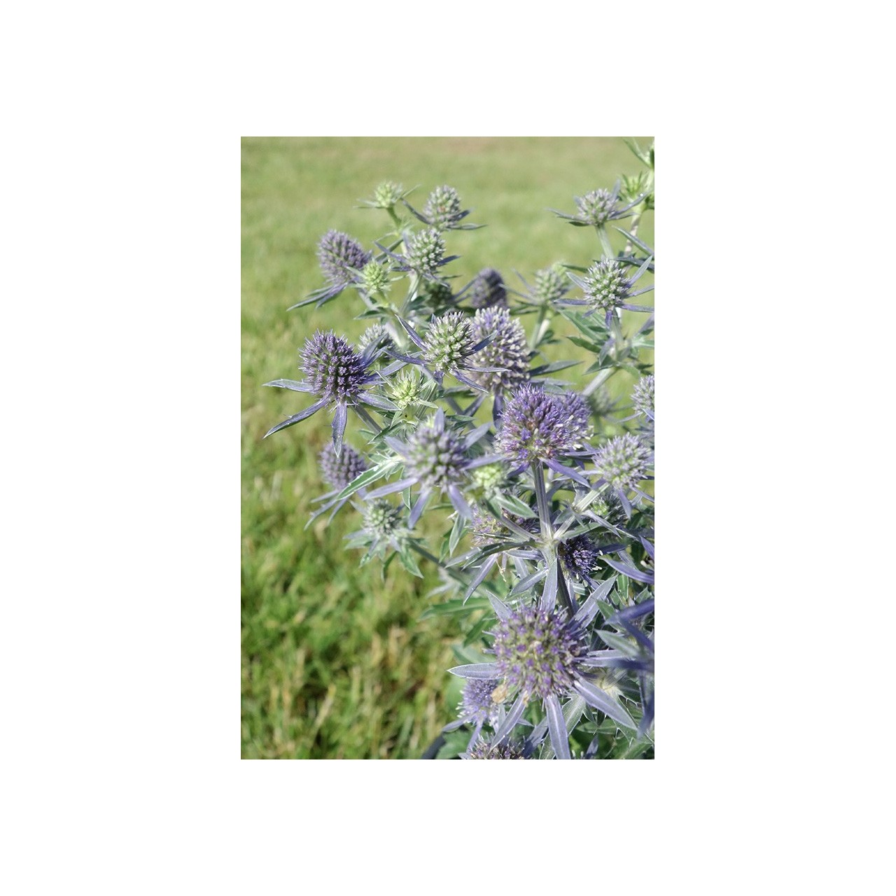 Cardon bleu nain - Eryngium planum 'Blue Hobbit'