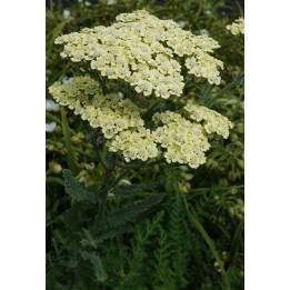 Achillée - Achillea filipendulina 'Hymne'