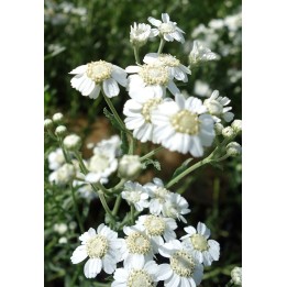 Achillée des Pyrénées - Achillea pyrenaica