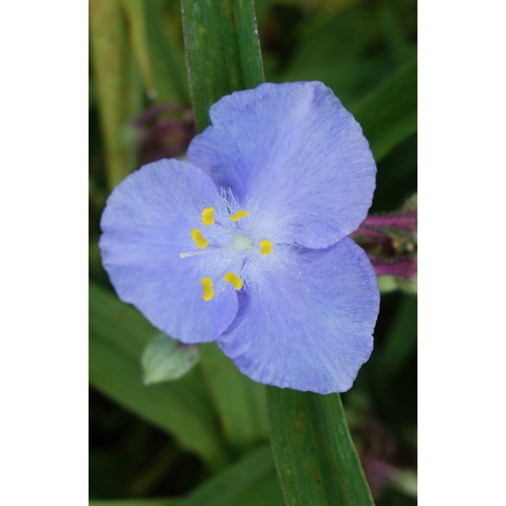 Ephémère de Virginie - Tradescantia x andersoniana 'Blue Stone'