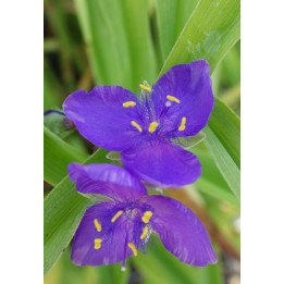 Ephémère de Virginie - Tradescantia 'Leonora'
