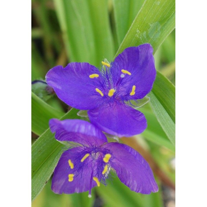 Ephémère de Virginie - Tradescantia 'Leonora'